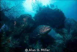 Grouper, shot with a Nikonos V and 15 mm with an Ikelite ... by Alan G. Miller 